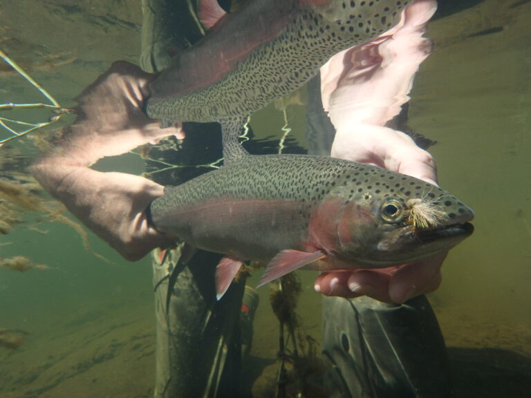 Anahim Lake meets Anaheim California (A West Chilcotin Adventure)