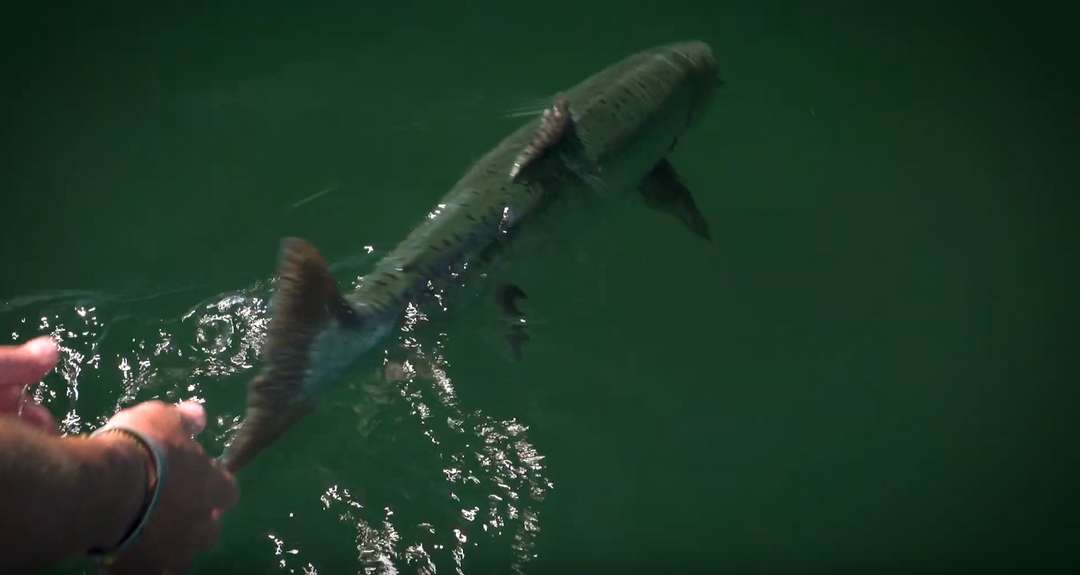 Catch and Release Right