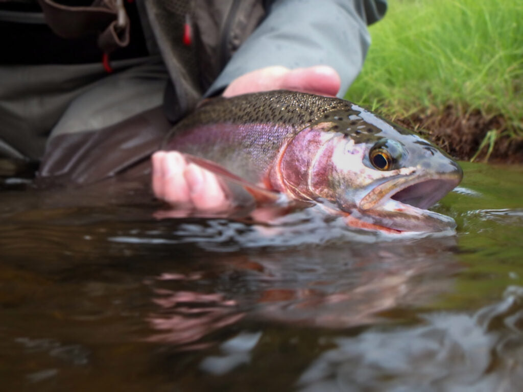 Escaping From It All - Dry Fly Fishing The Upper Dean River