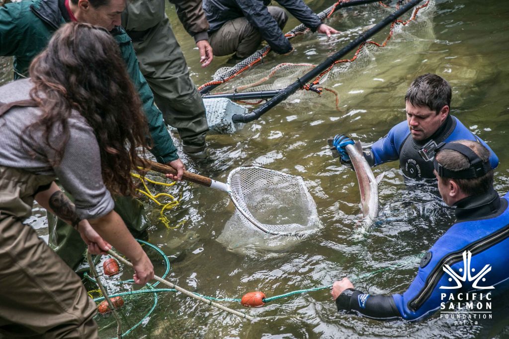 What is the Pacific Salmon Foundation?