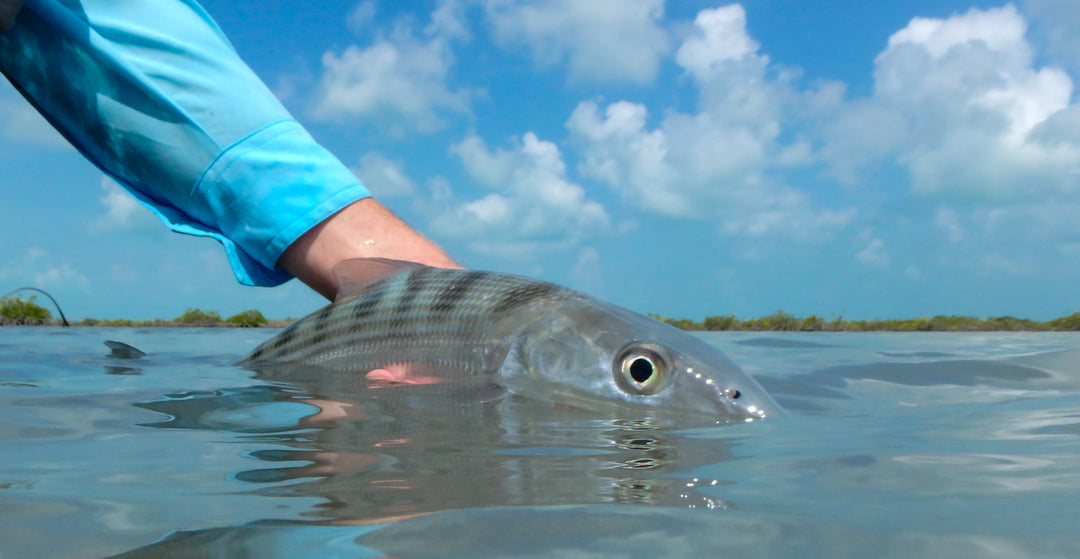 Xcalak Bonefish Round 2