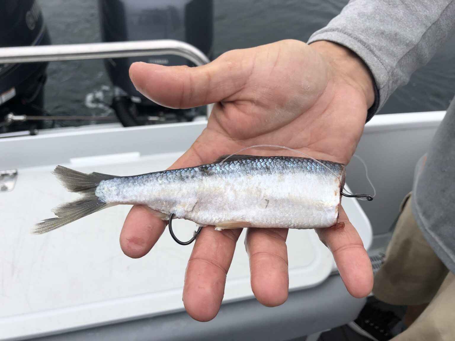 Fish Naked - Cut Plug Fishing With Big Coast – Islander Reels