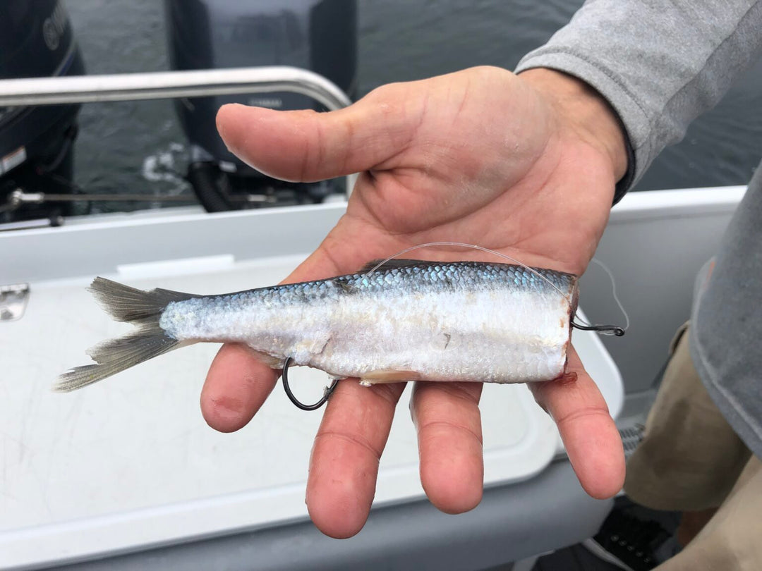 Fish Naked - Cut Plug Fishing With Big Coast