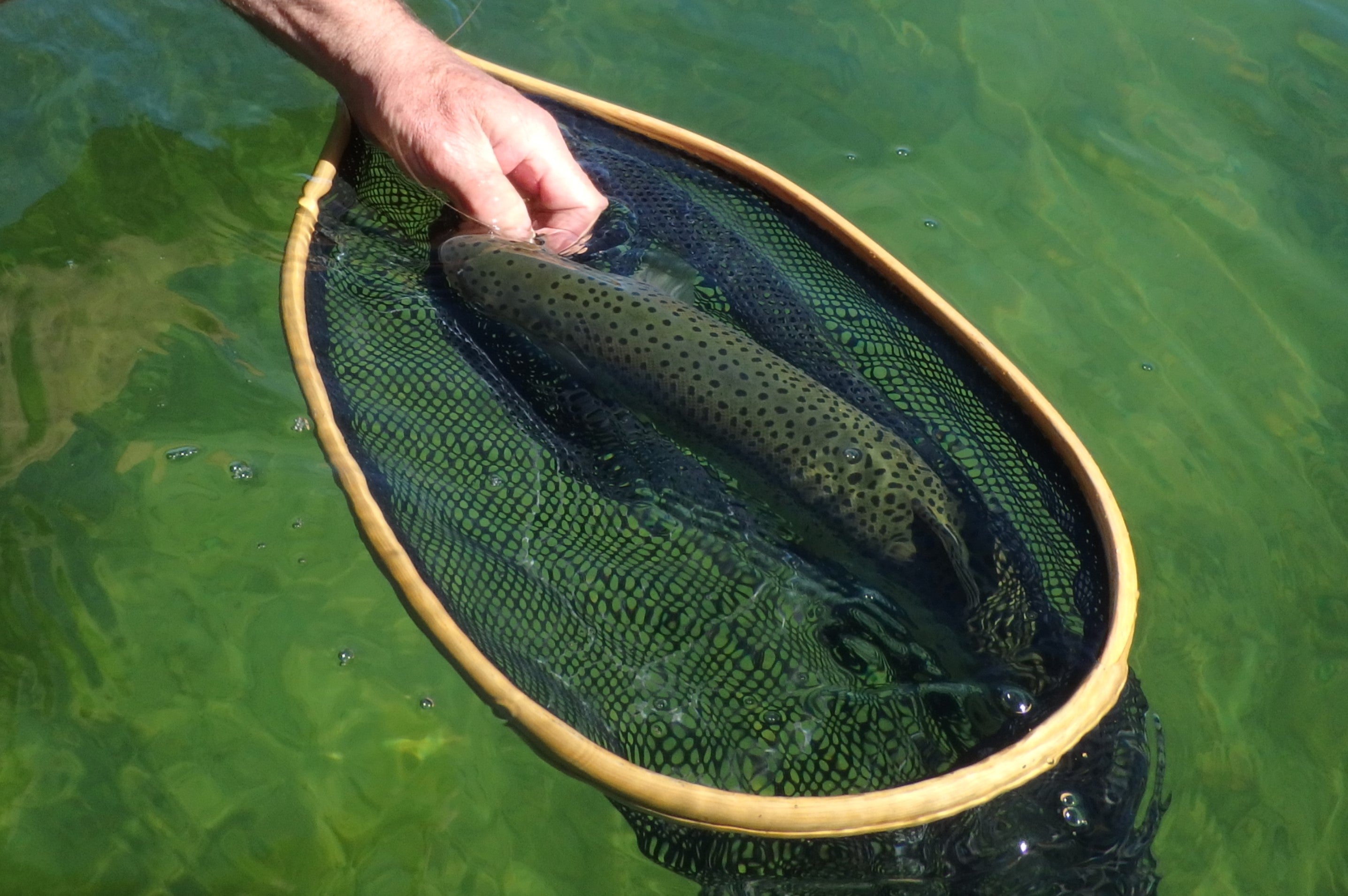Islander Reels