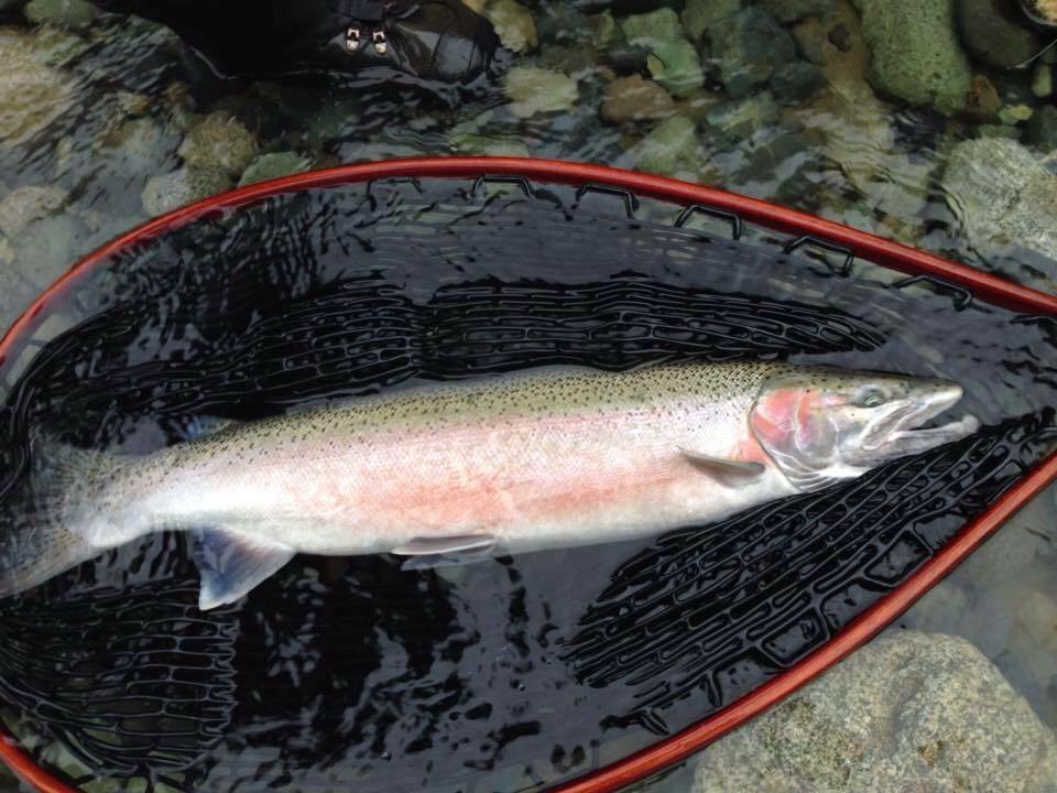 Lake Huron Rainbow Trout Steelhead Fishing Canada