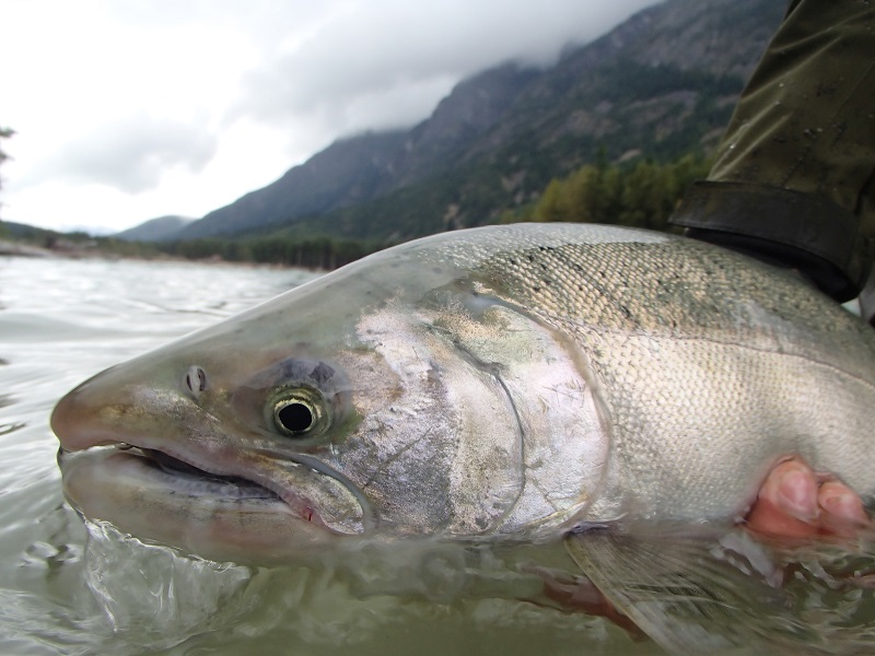 Chinook Salmon On The Dean River - Fly Fisherman