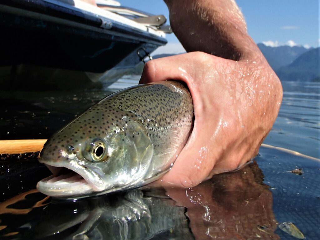 Pursuing Sea-Run Cutthroat Trout – Islander Precision Reels