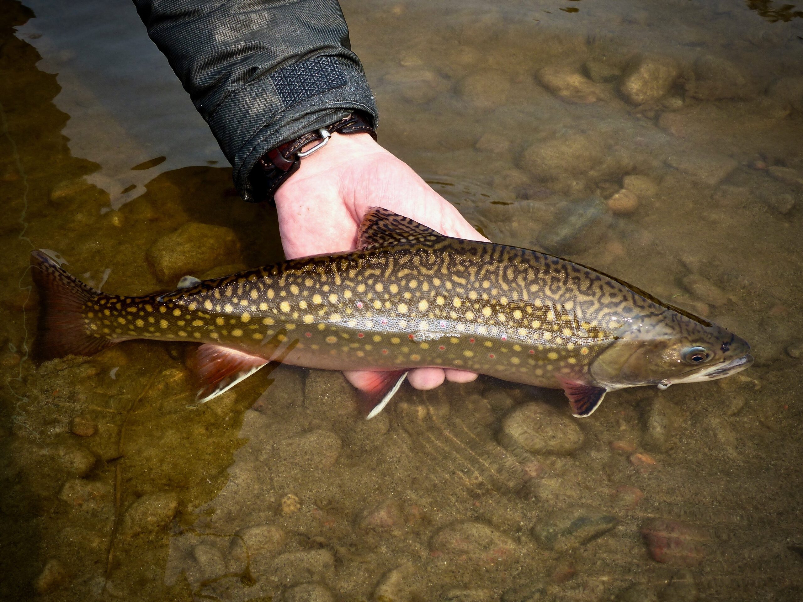 Sea Run Brook Trout in Hudson Bay - Fly Fisherman