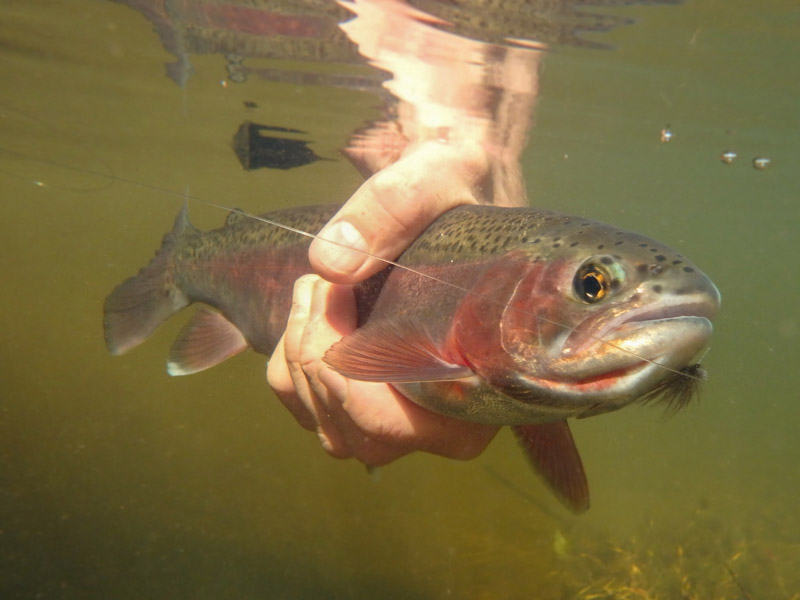 Escaping From It All - Dry Fly Fishing The Upper Dean River –