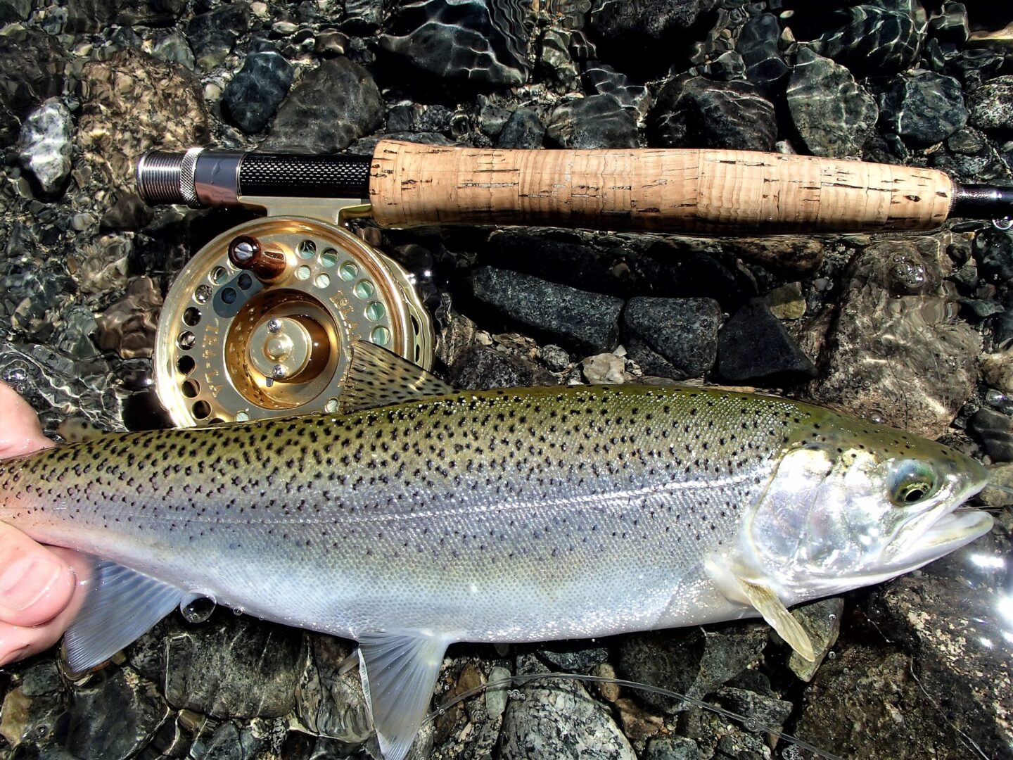 Pursuing SeaRun Cutthroat Trout Islander Precision Reels