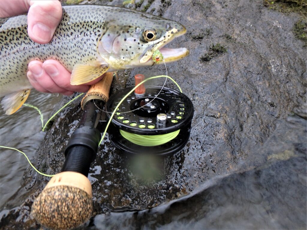 Coastal Cutthroat Trout Fly Fishing in British Columbia